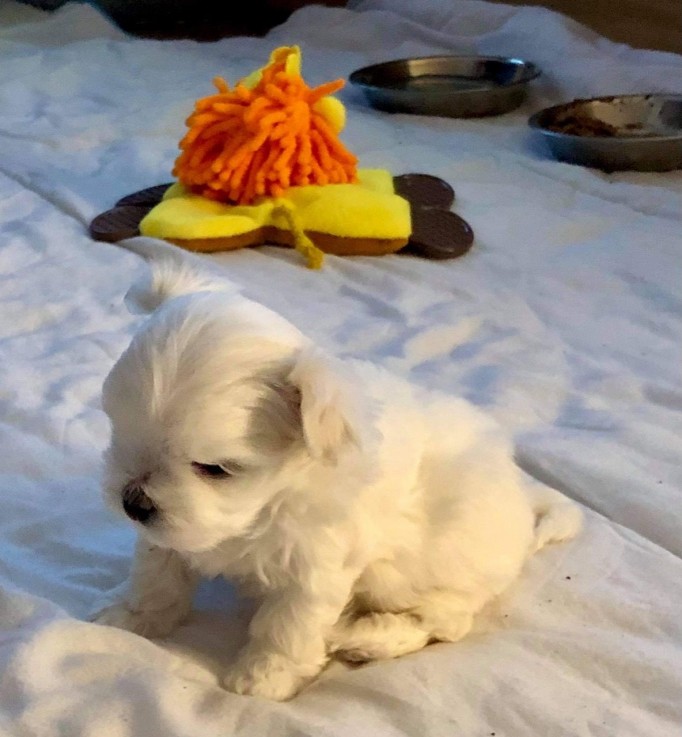 Two Top Class Maltese Puppies Available 