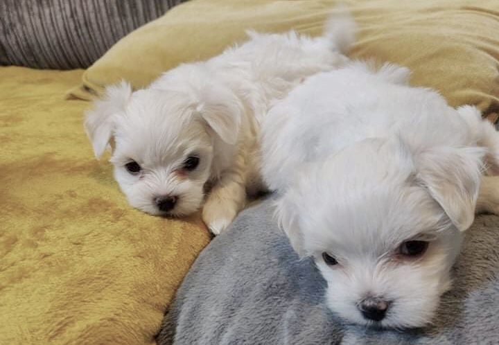 Two Top Class Maltese Puppies Available 