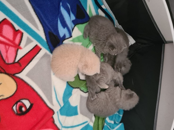 British Blue Shorthair  KittenBritish Bl