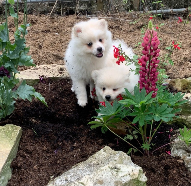 Pomeranian  puppies 