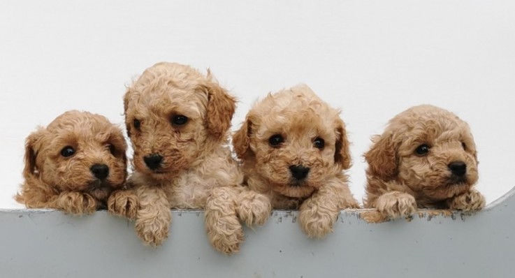 Poodle puppies 