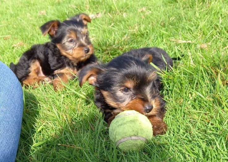 Yorkshire Terrier puppies 