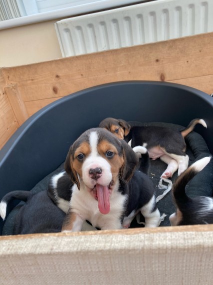 Beagle  puppies 