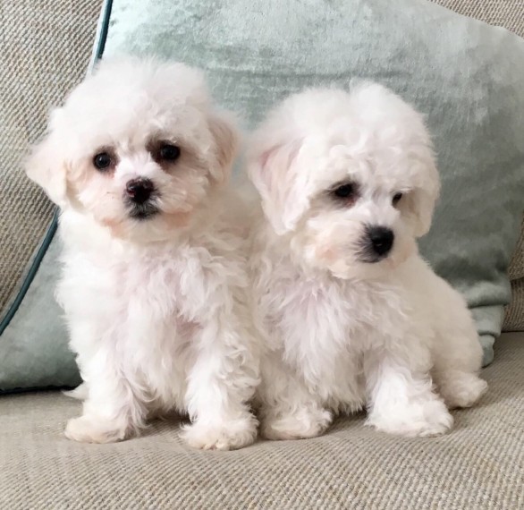  Adorable Bichon Frise puppies 