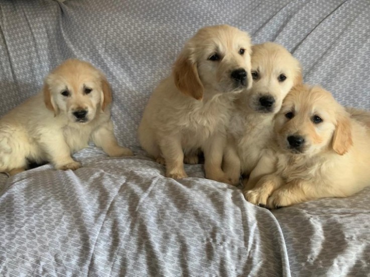 Adorable Golden Retriever