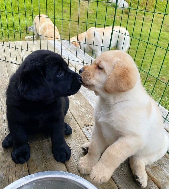 Labrador Retriever puppies 