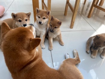  Shiba Inu puppies 