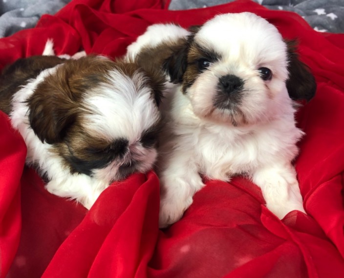 Cute  Shih Tzu Puppies 