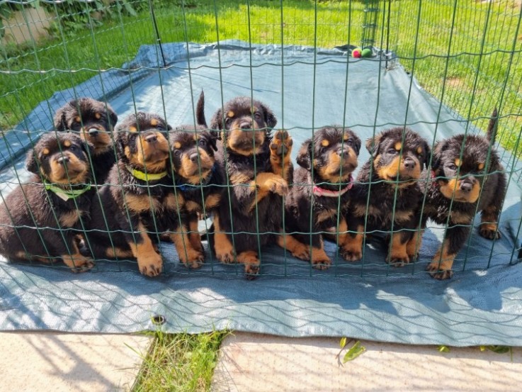  Absolutely Healthy Rottweiler puppies