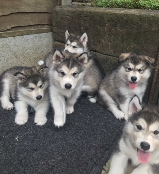 Siberian Husky puppies 