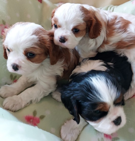 Cavalier King Charles Spaniel