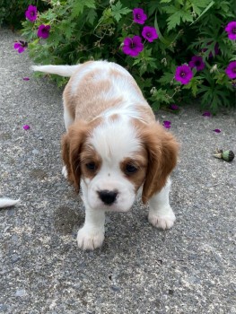  Cavalier King Charles Puppy for sale 