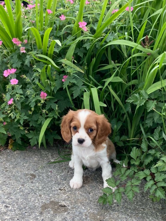 Cavalier King Charles Puppy for sale 