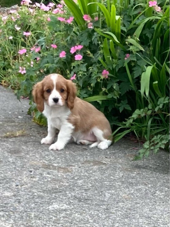 Cavalier King Charles Puppy for sale 