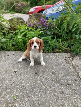 Cavalier King Charles Puppy for sale 