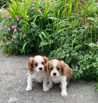 Cavalier King Charles Puppy for sale 