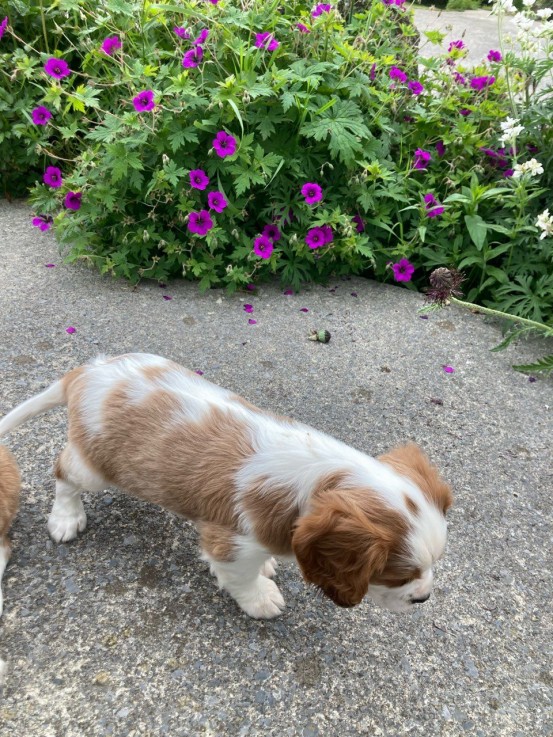 Cavalier King Charles Puppy for sale 