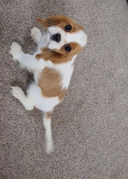 Cavalier King Charles Puppy for sale 