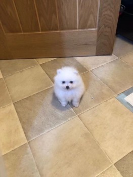 Beautiful Pomeranian puppies Available f