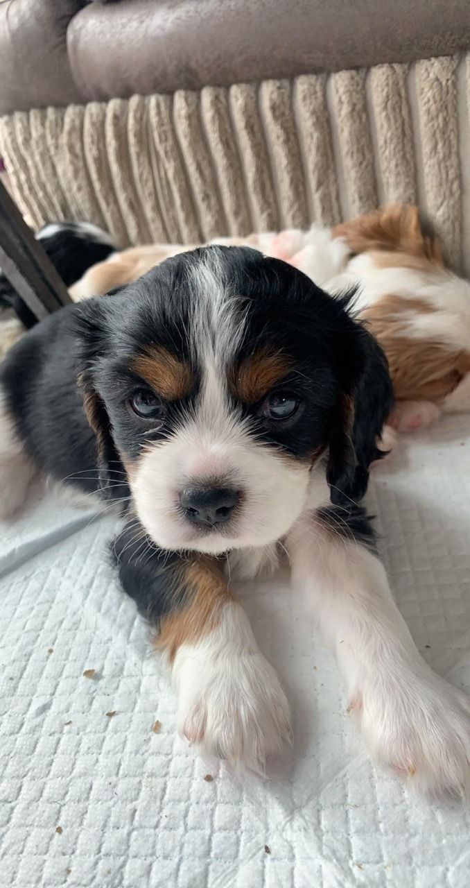 Cavalier King Charles Puppy for sale 