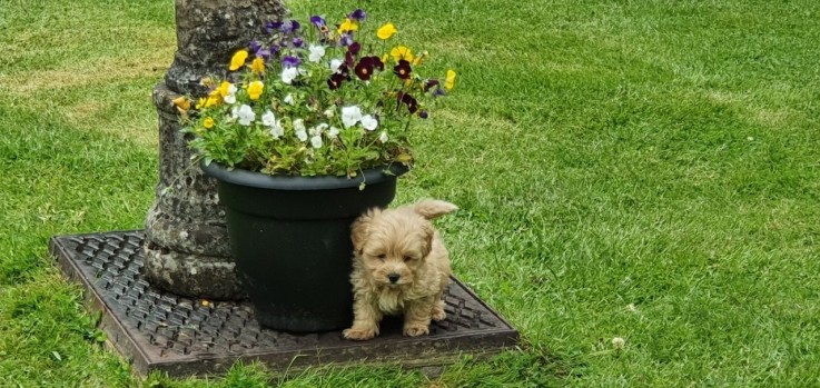 aAdorable Maltipoo Puppy For Sale