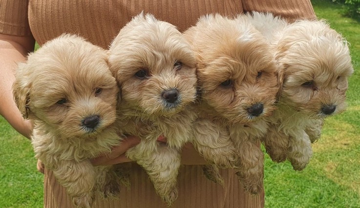 aAdorable Maltipoo Puppy For Sale