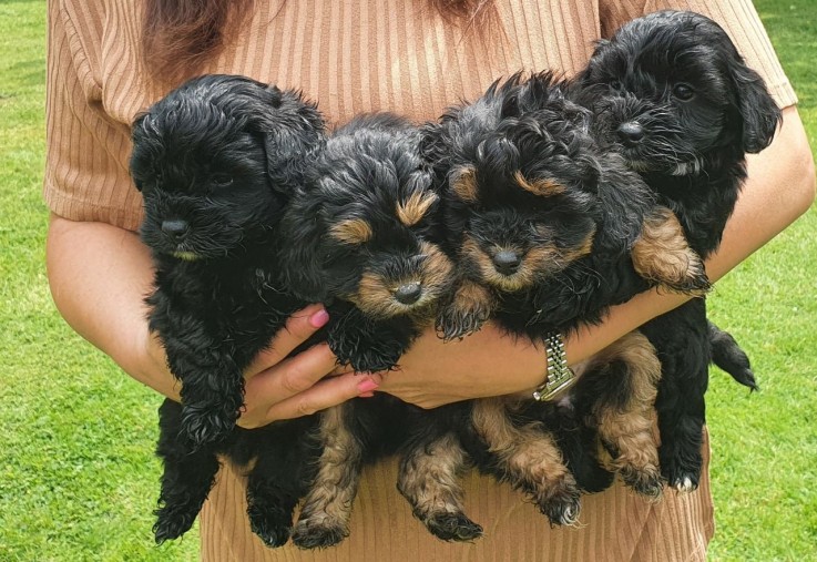 aAdorable Maltipoo Puppy For Sale