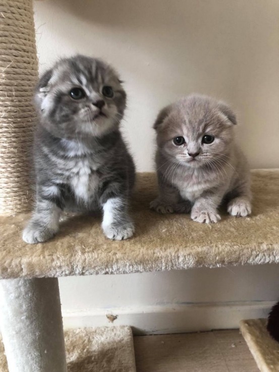 Scottish Fold  kittens - Excellent Blood