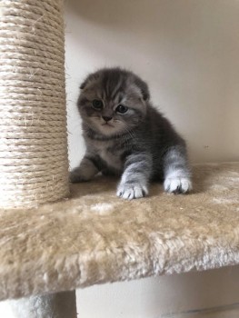 Scottish Fold  kittens - Excellent Blood