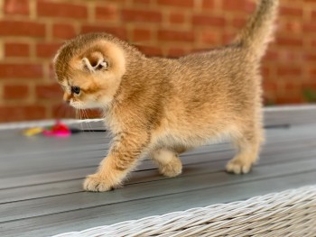 Scottish Fold  kittens - Excellent Blood