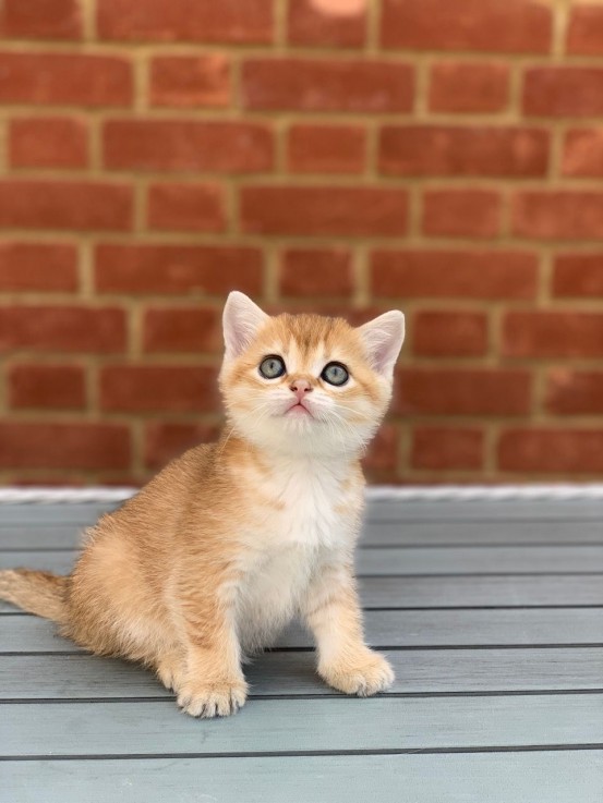 Scottish Fold  kittens - Excellent Blood