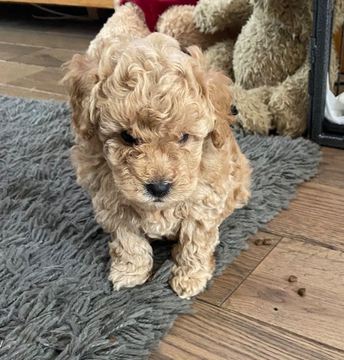 aAdorable Maltipoo Puppy For Sale