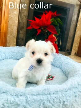 Cute and Adorable Maltese