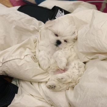 Cute and Adorable Maltese