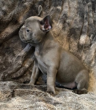 Smart French Bulldog Puppies