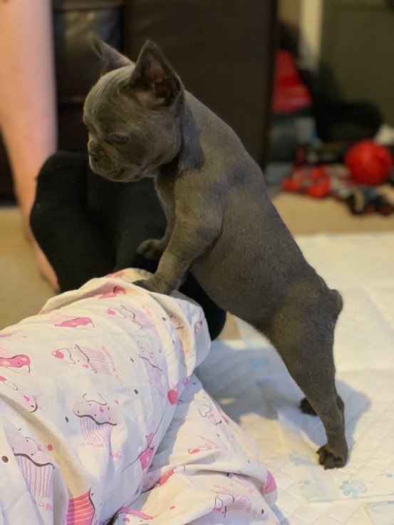 Smart French Bulldog Puppies