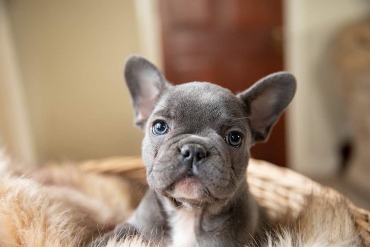 Smart French Bulldog Puppies