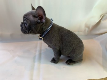 Smart French Bulldog Puppies