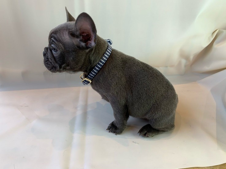 Smart French Bulldog Puppies