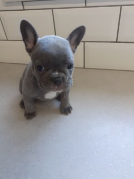 Smart French Bulldog Puppies