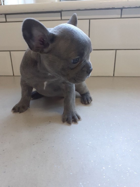 Smart French Bulldog Puppies