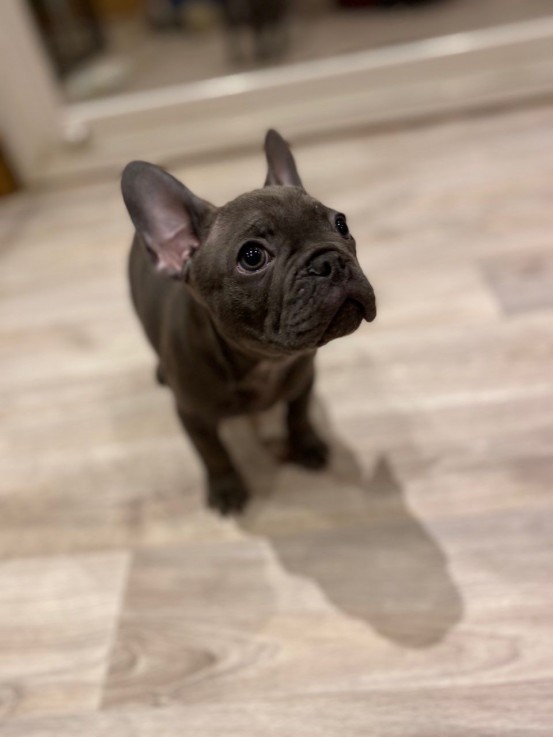 Smart French Bulldog Puppies