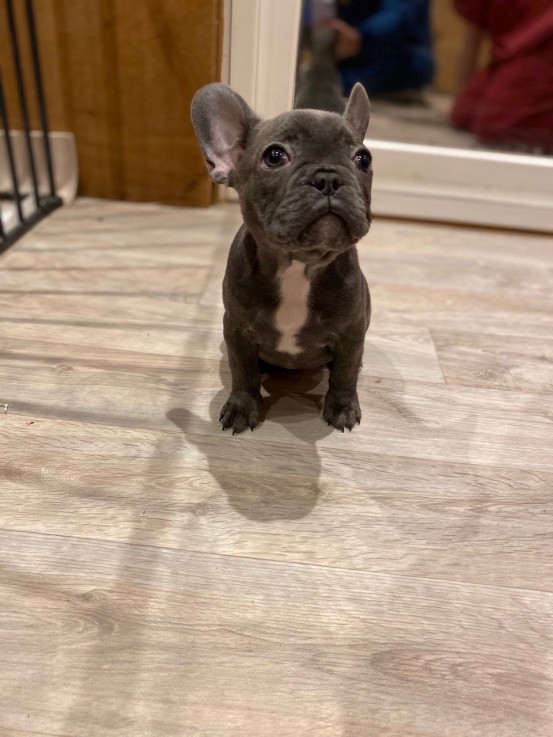 Smart French Bulldog Puppies