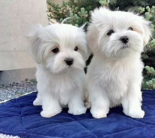 Beautiful Maltese puppies for sale 