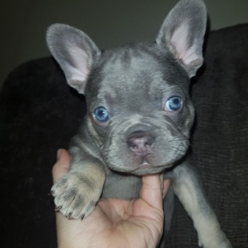 Smart French Bulldog Puppies