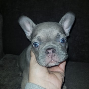 Smart French Bulldog Puppies