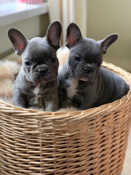 Smart French Bulldog Puppies