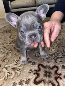 Smart French Bulldog Puppies