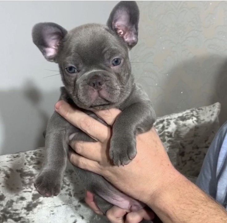 Smart French Bulldog Puppies