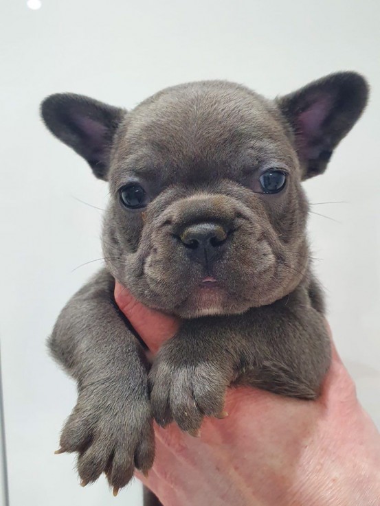 Smart French Bulldog Puppies